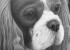 Chad Judy - Milo - Banner