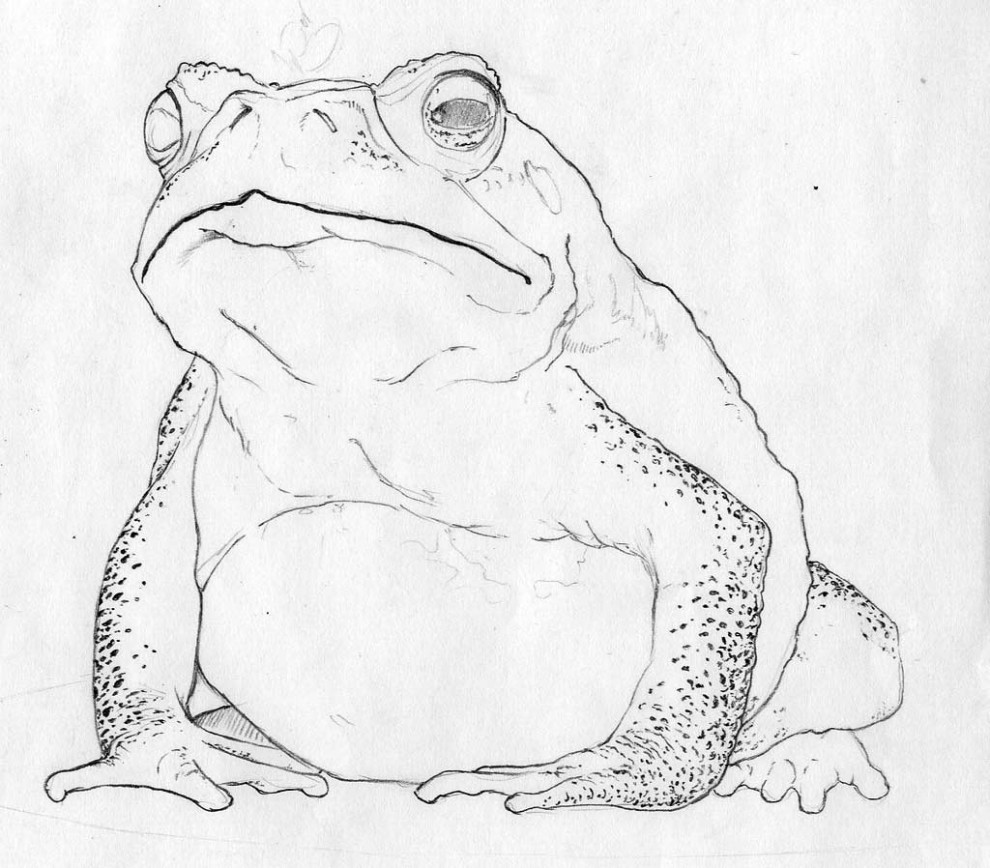 Princess Toadstool - Primary Sketch