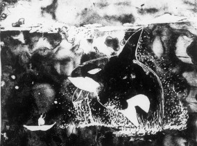 Taming of the Whale