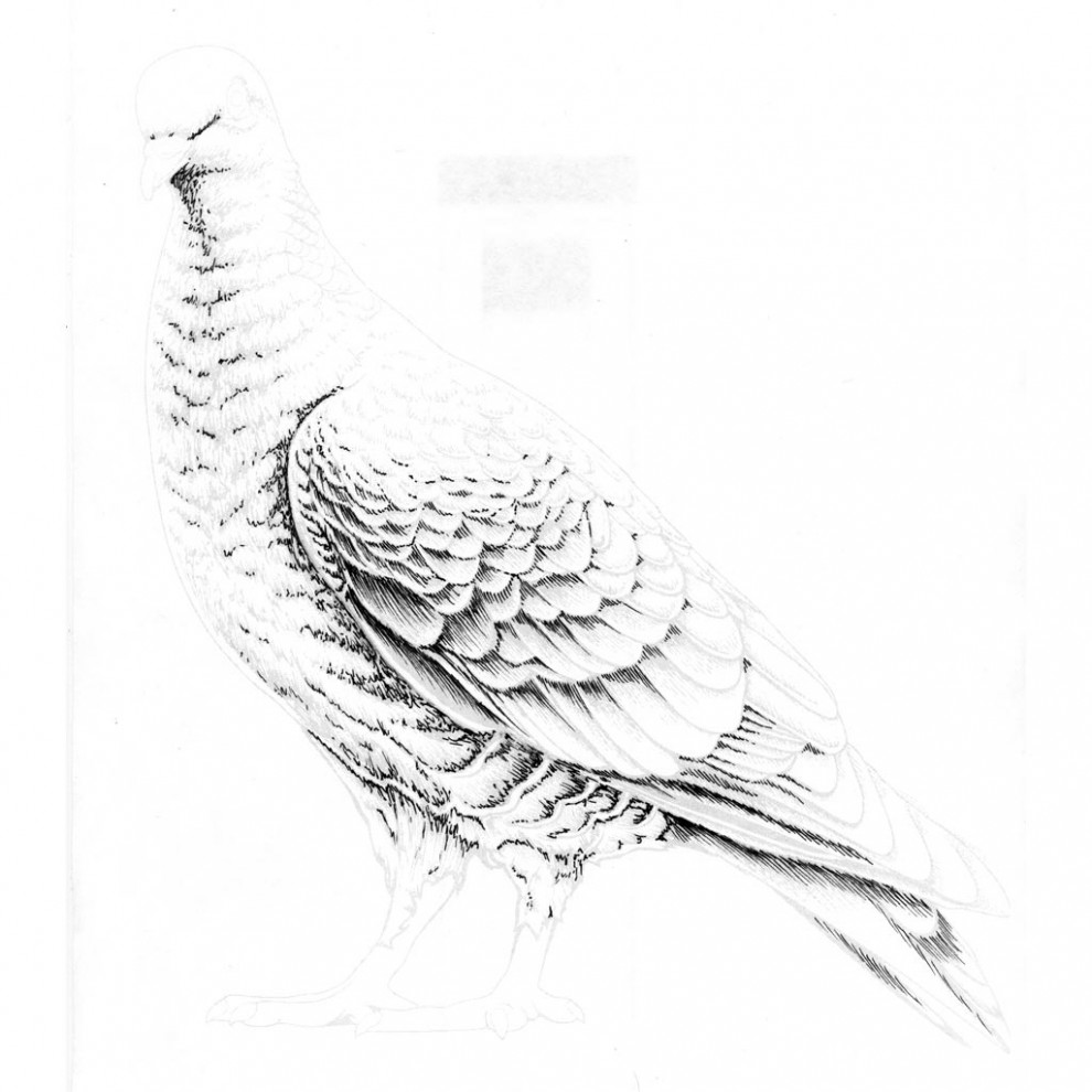 Clay Pigeons - Trap Shadow