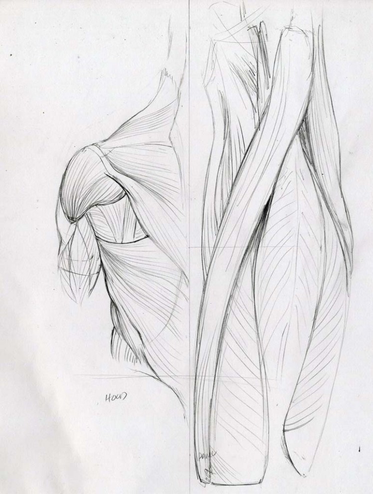 Muscle Car - Anatomy Sketch