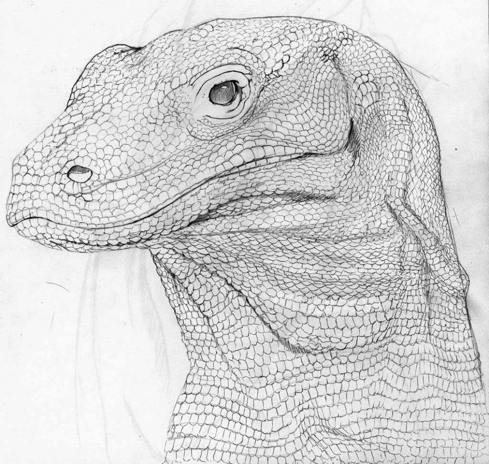 Kimono Dragon - Original Sketch of Face