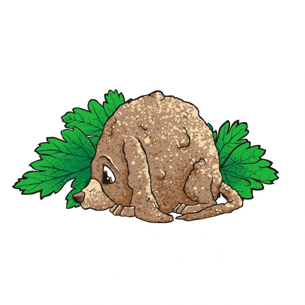 Hushpuppy - Test